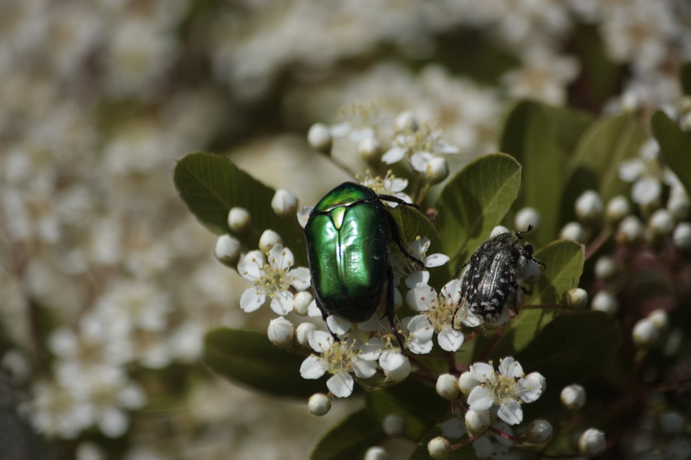 Cetonia ? No, Protaetia (Netocia) cuprea